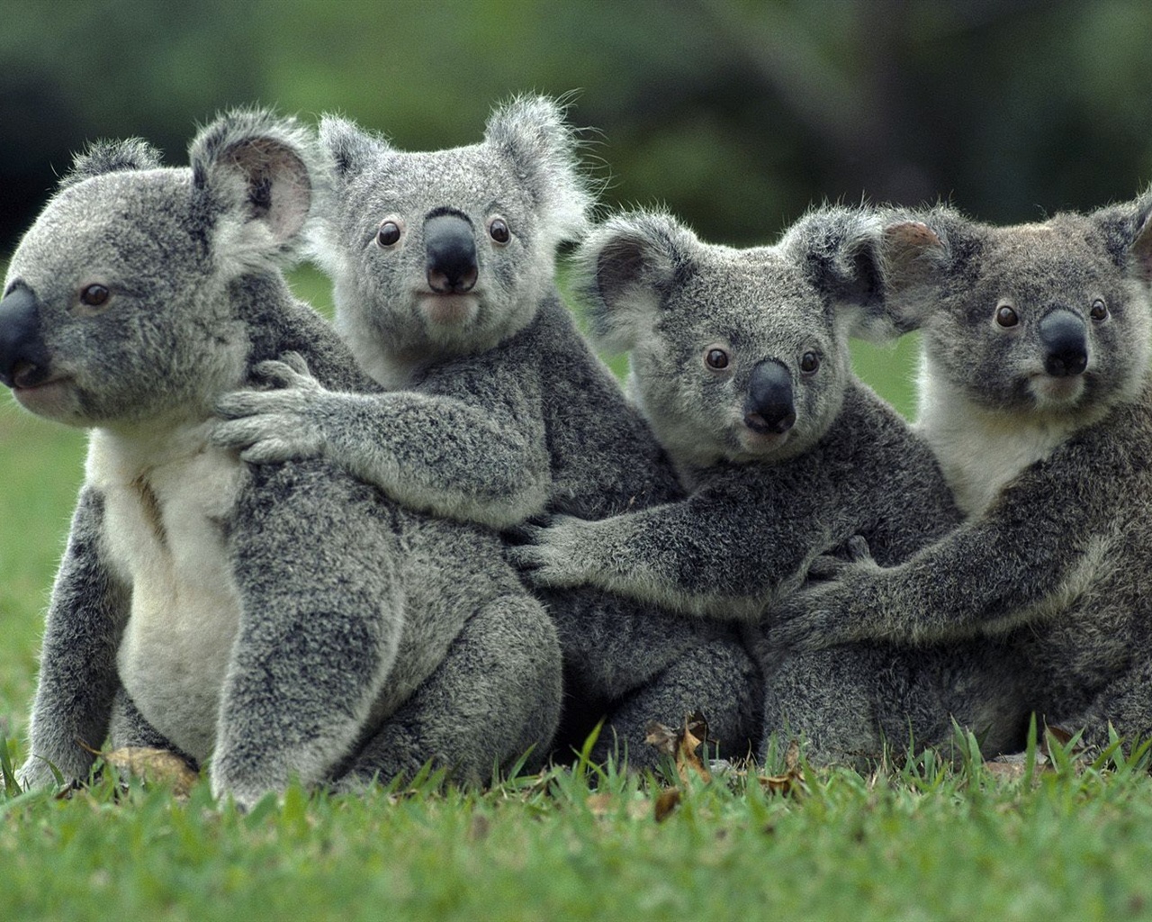 Bear Wallpaper Koala Car