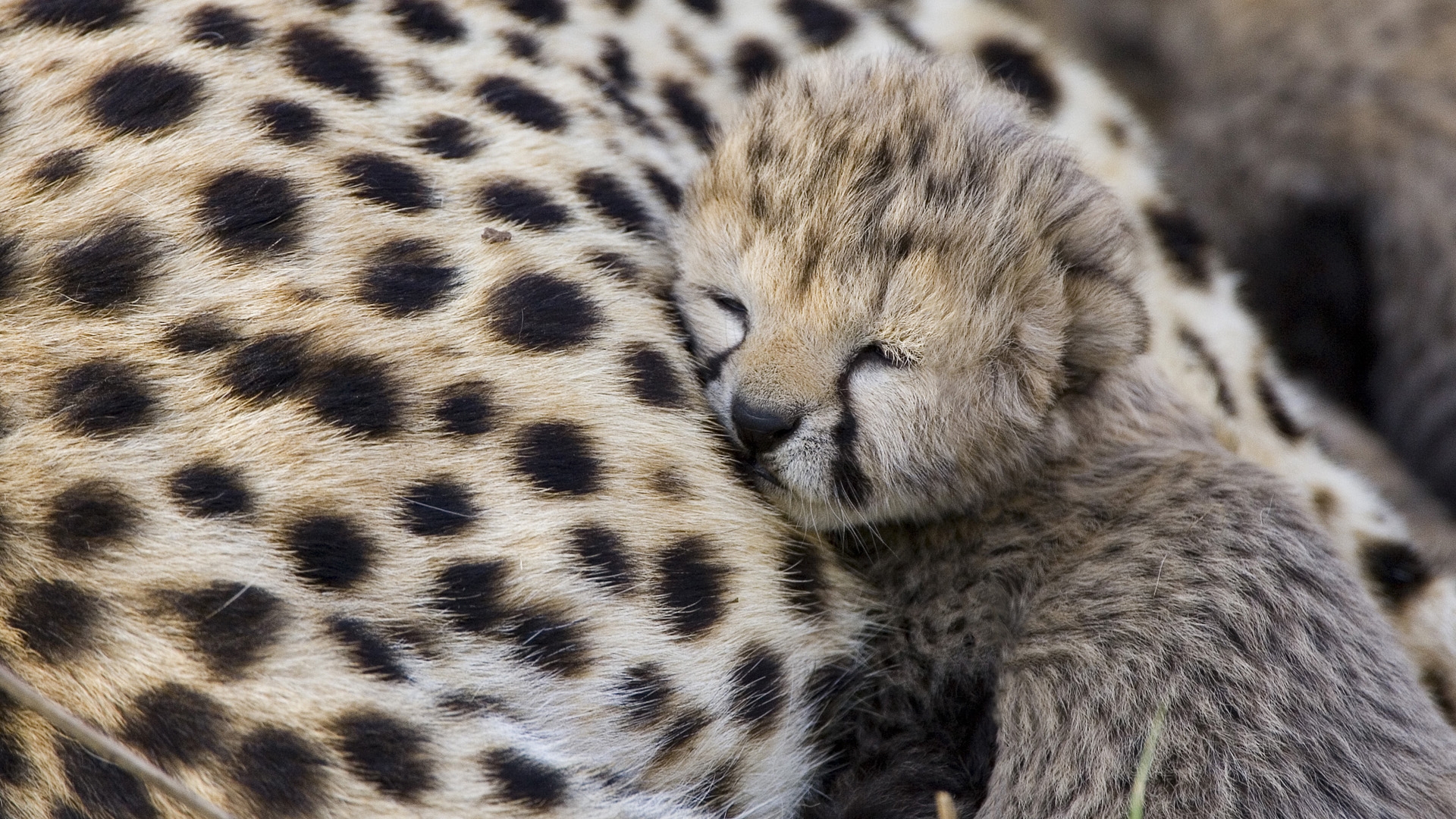 Cute Baby Cheetah Wallpaper Px