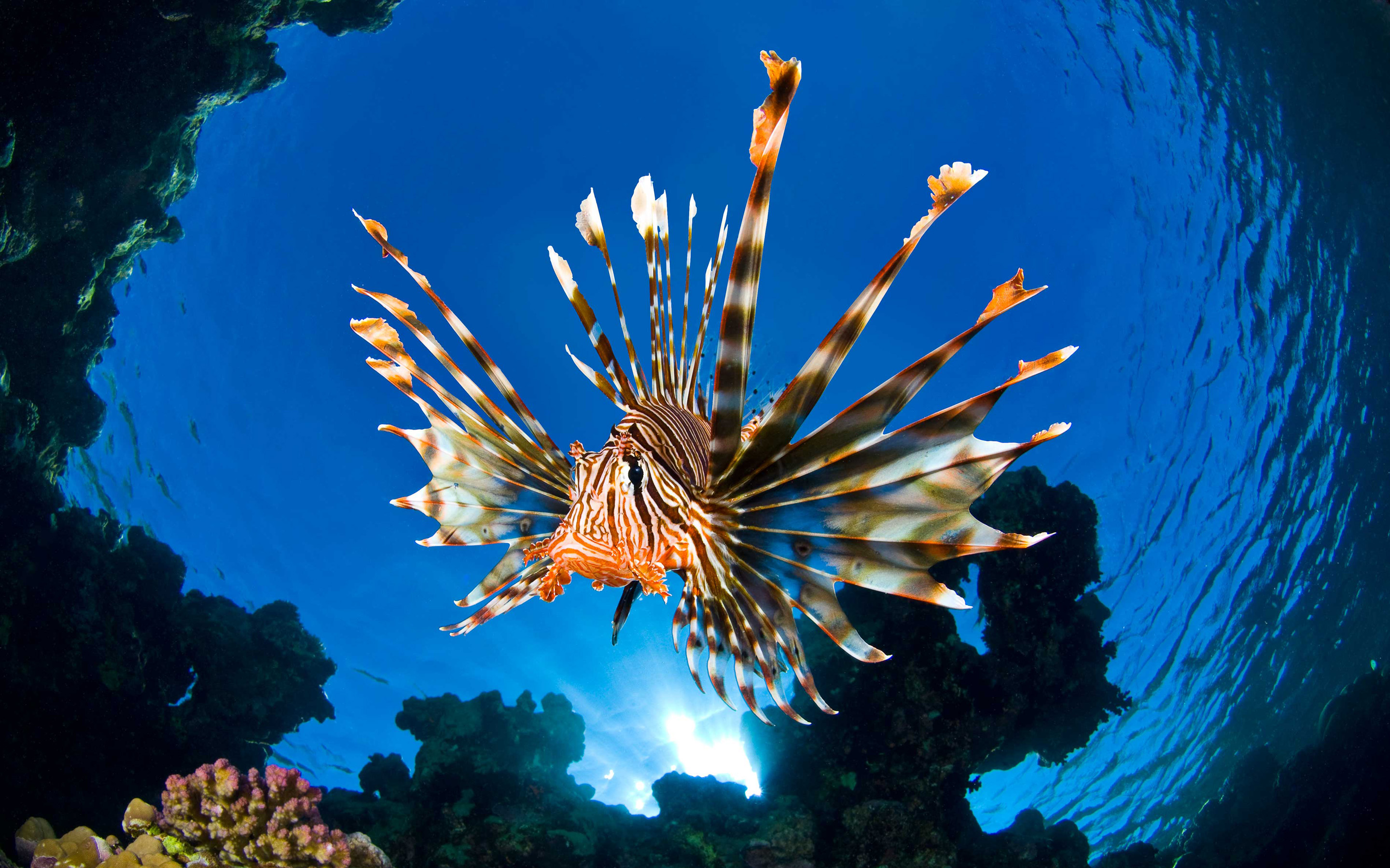 Lionfish Full HD Wallpaper And Background Id