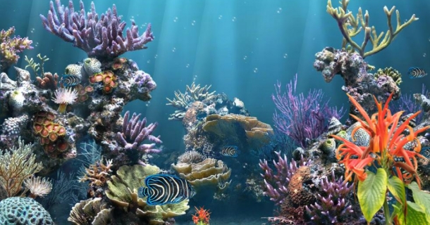 Reef Aquarium Screensaver Animated Wallpaper Version Coral
