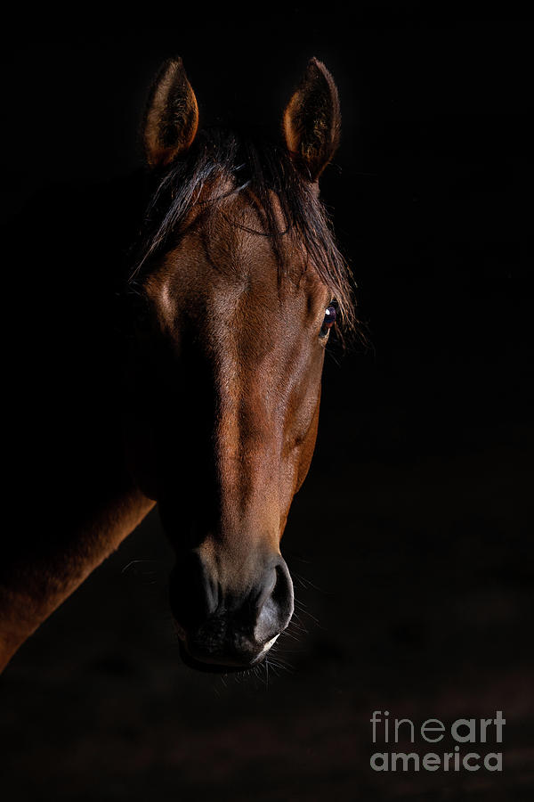 Bay Thoroughbred Portrait On Black Background Photograph By