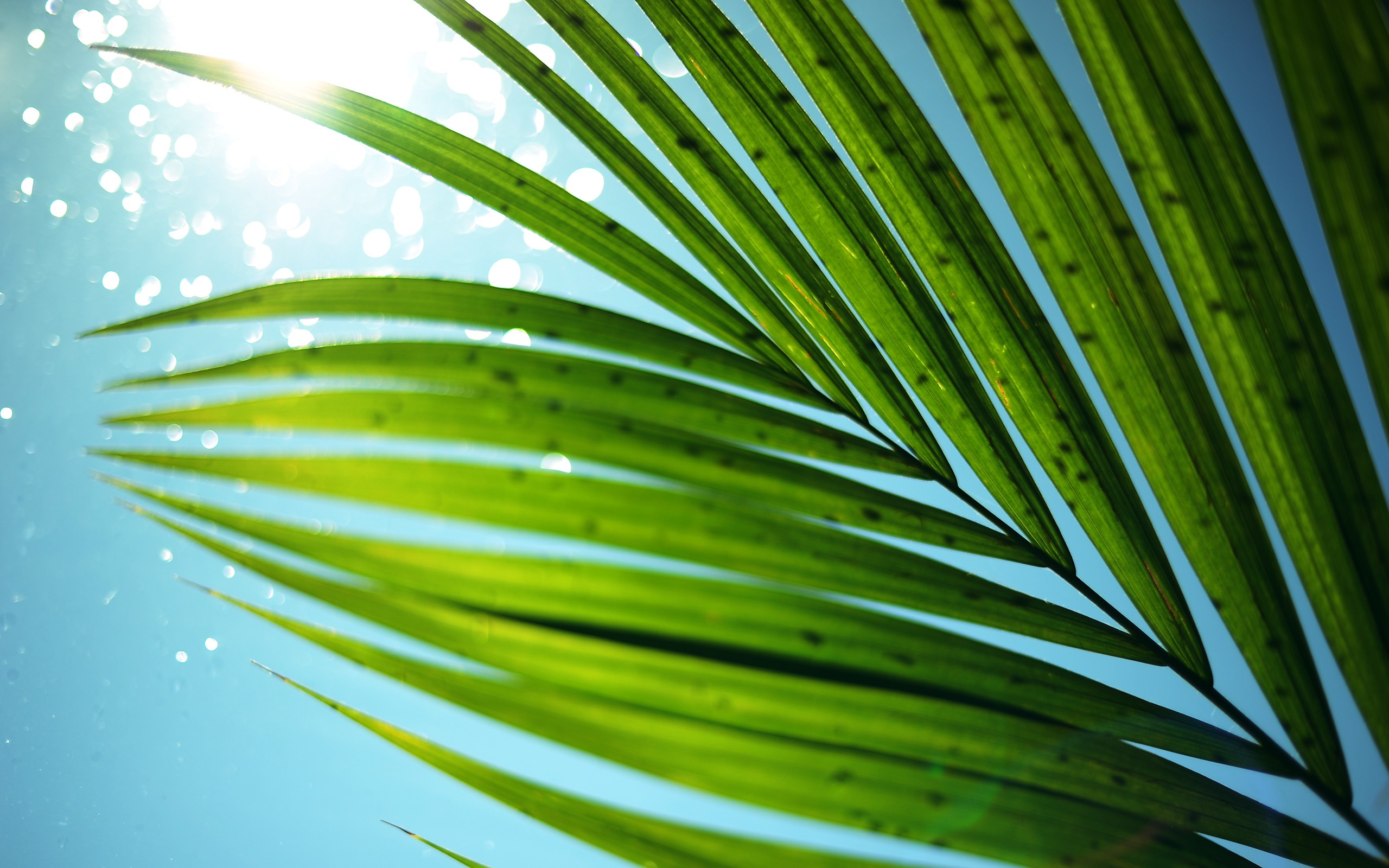 Palm Tree Wallpaper HD