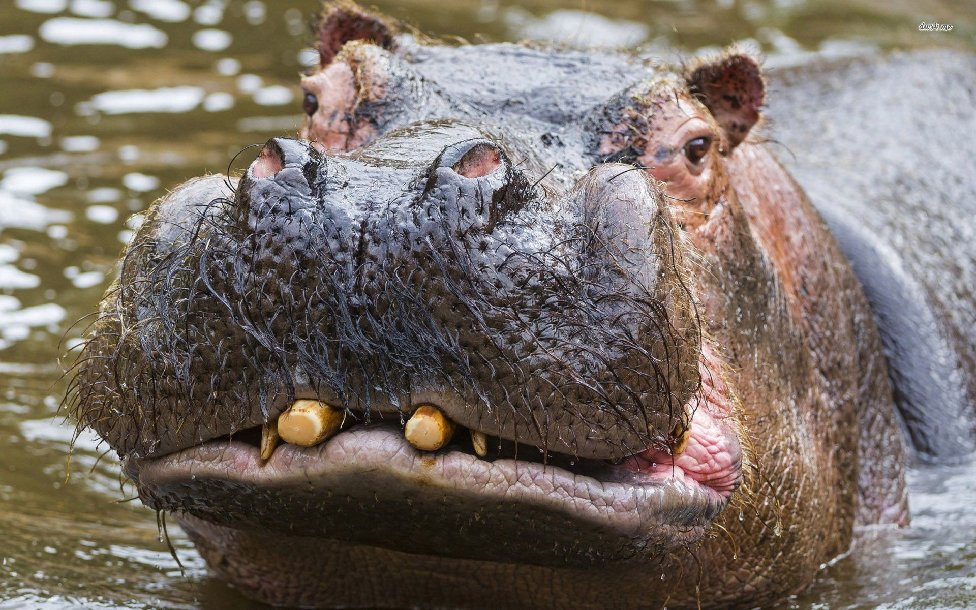 Hippopotamus Wallpaper