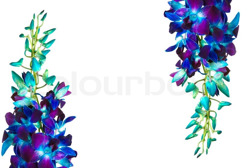 Blue And Purple Orchids Background Stock Image Of Deep