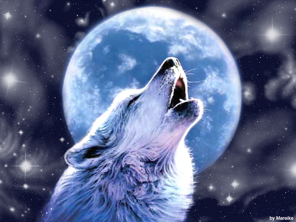 Cool Wolf Pictures And Image