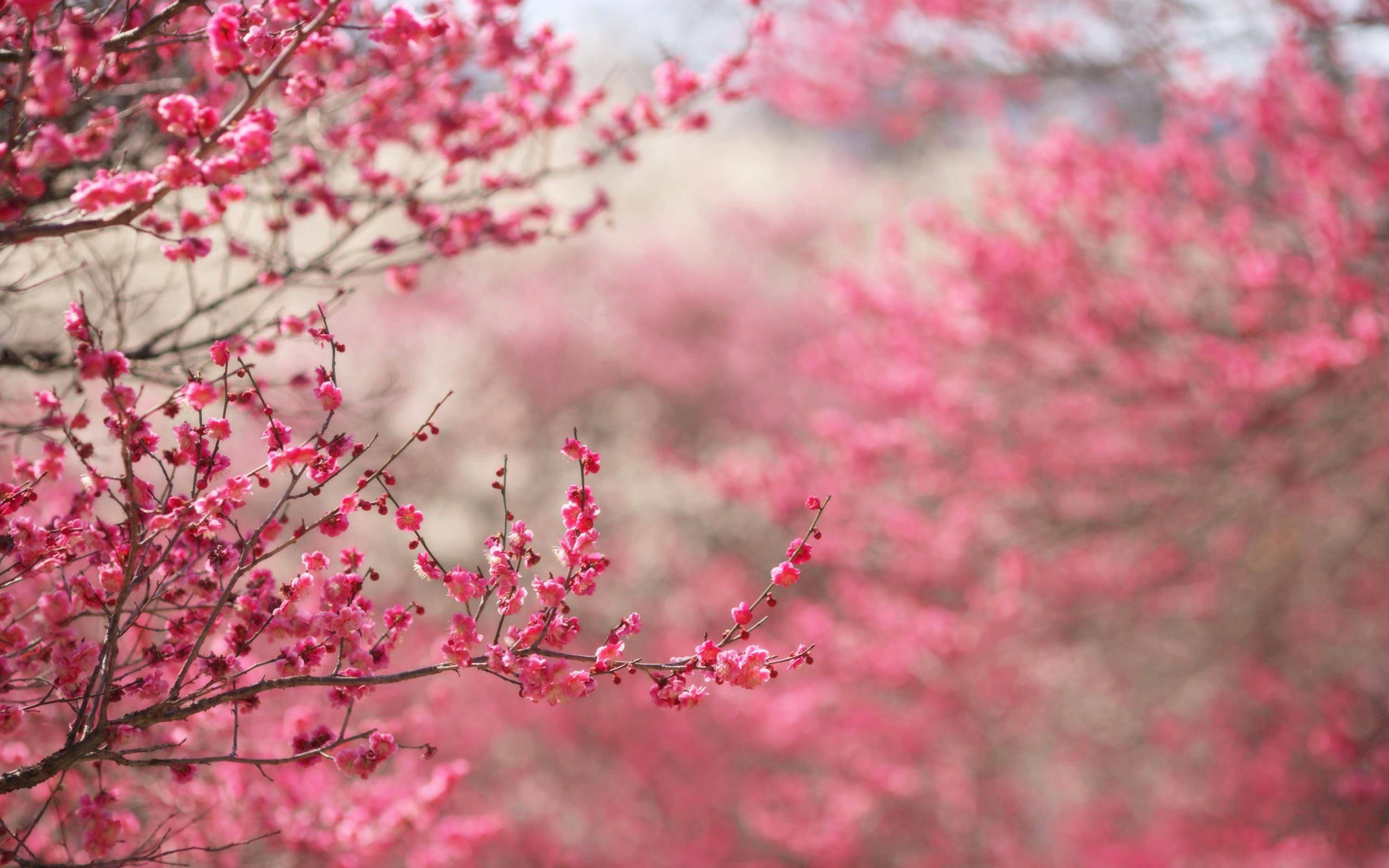 Spring Background Net