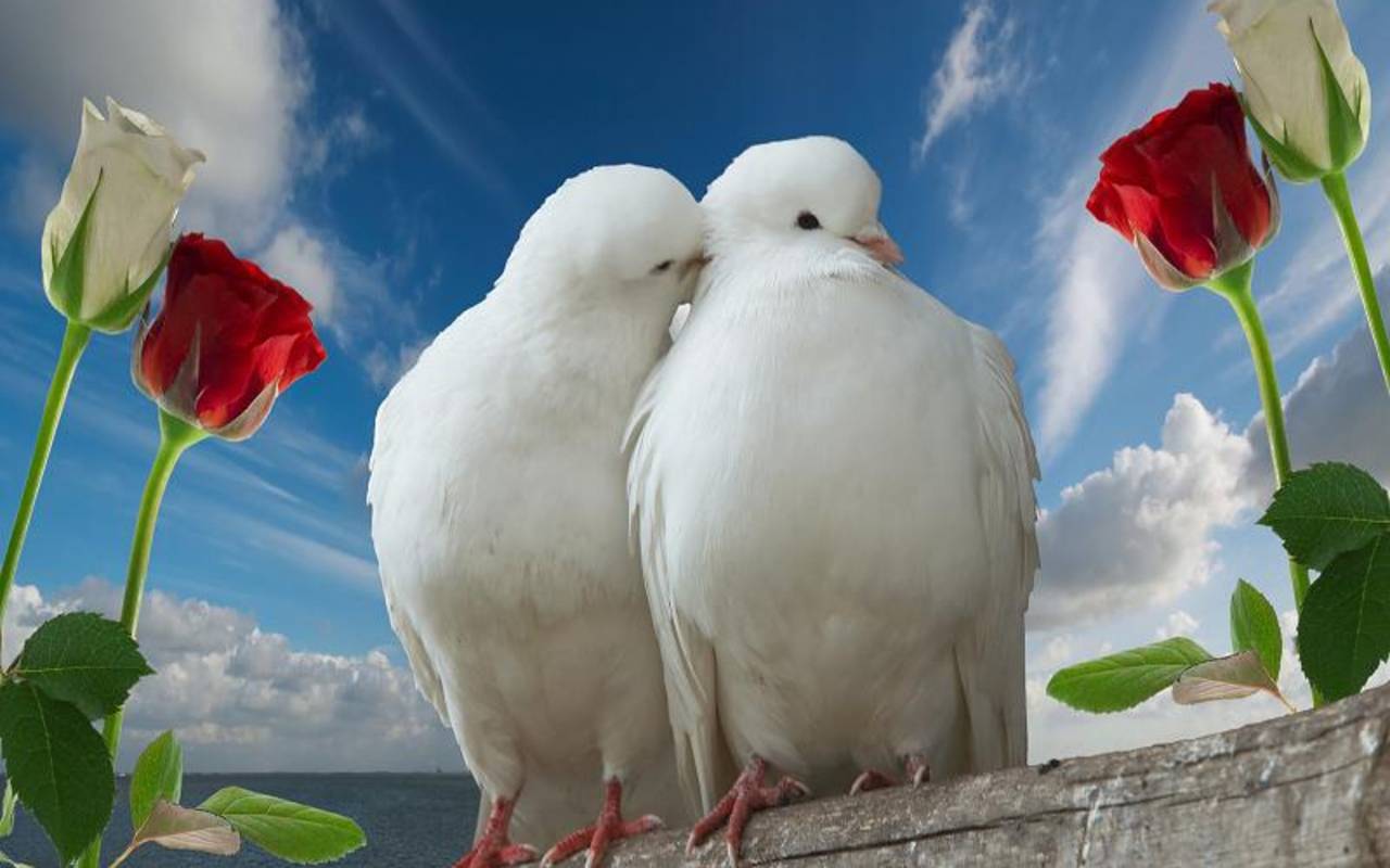 White Lovebirds Peace Beautiful Birds Wallpaper