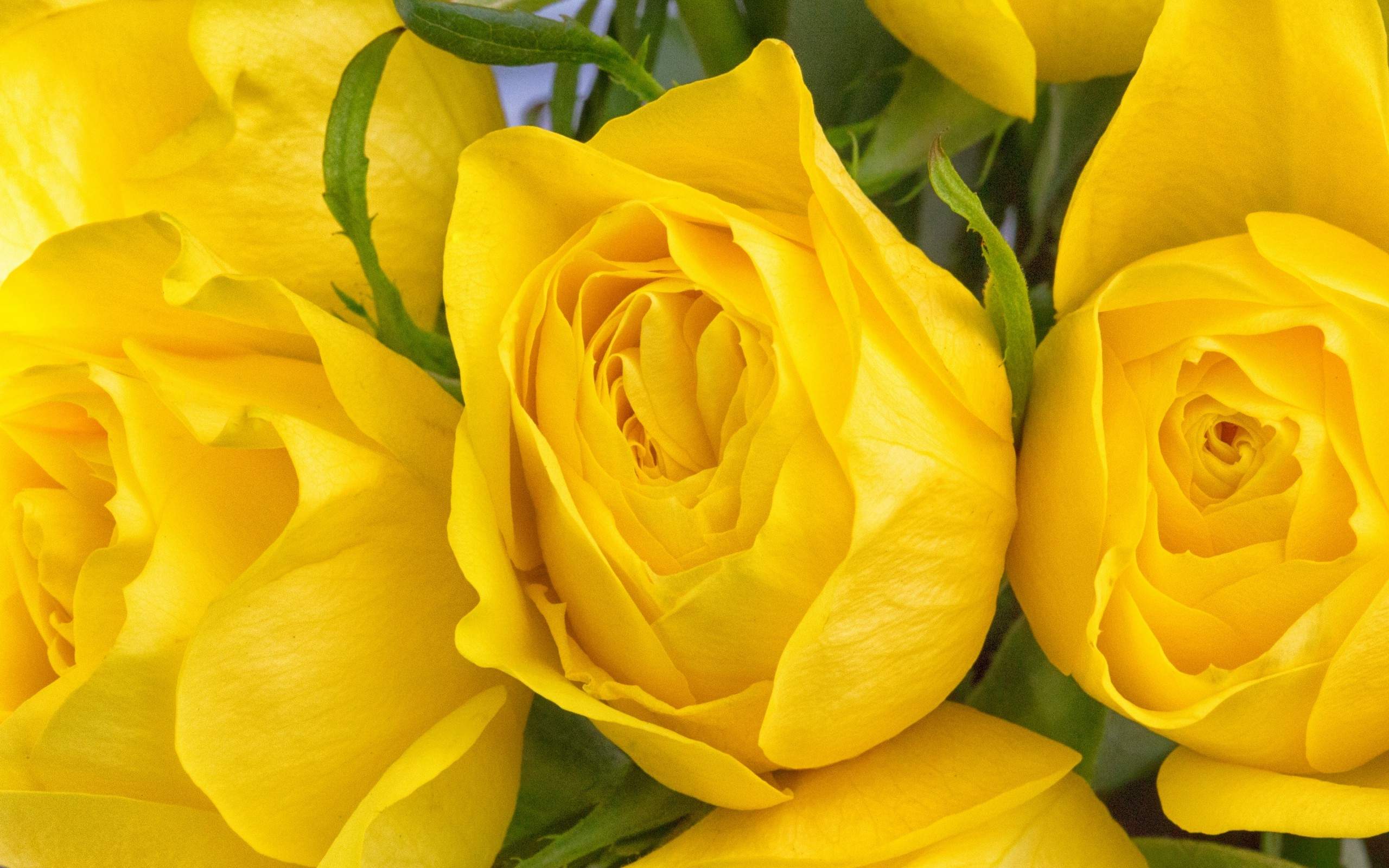 Yellow Roses Background Wallpaper HD For Desktop High Quality
