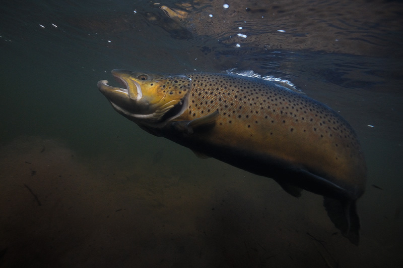 Brown Trout Fish Underwater Image Pictures Becuo