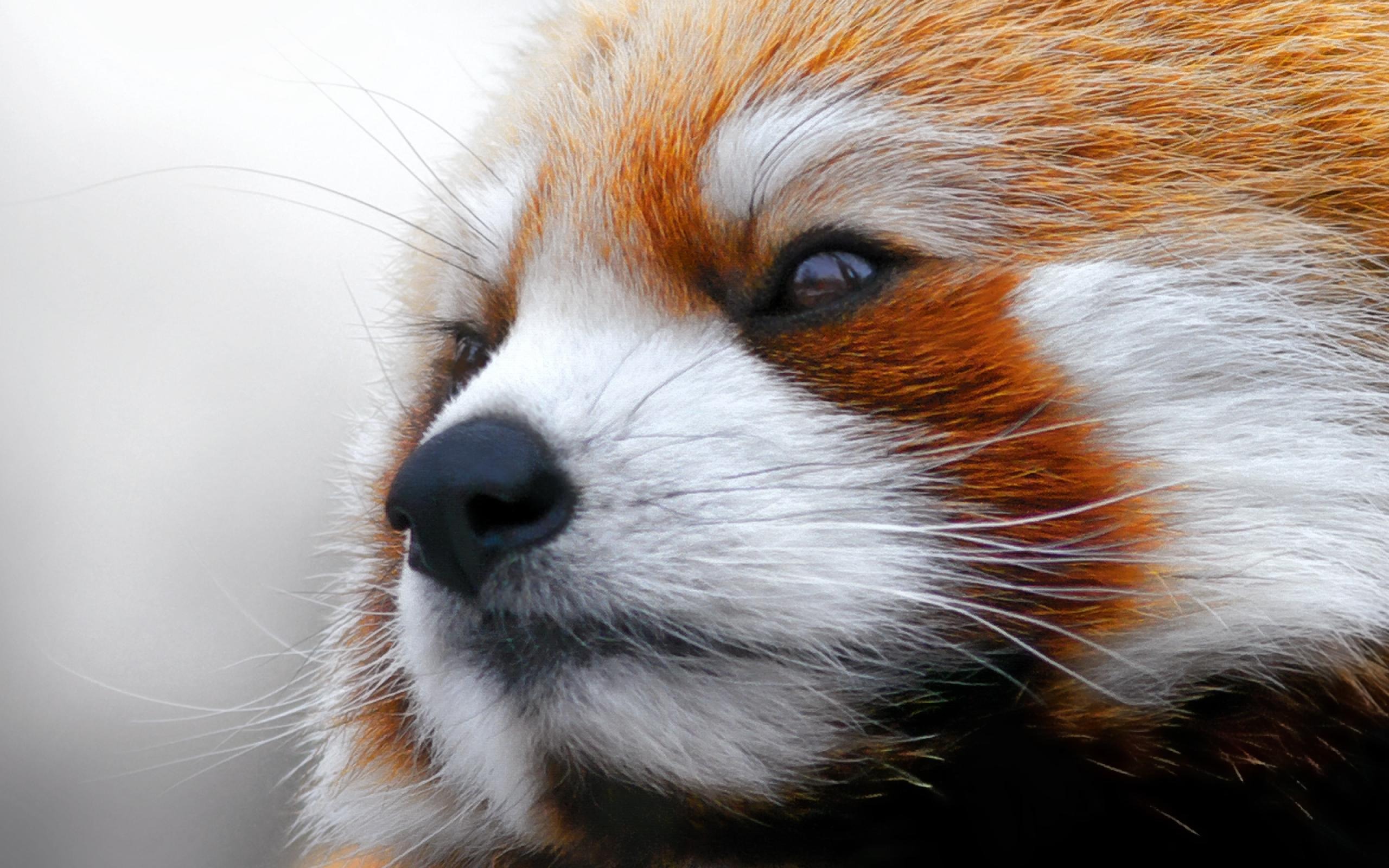 Red Panda Desktop Wallpaper HD