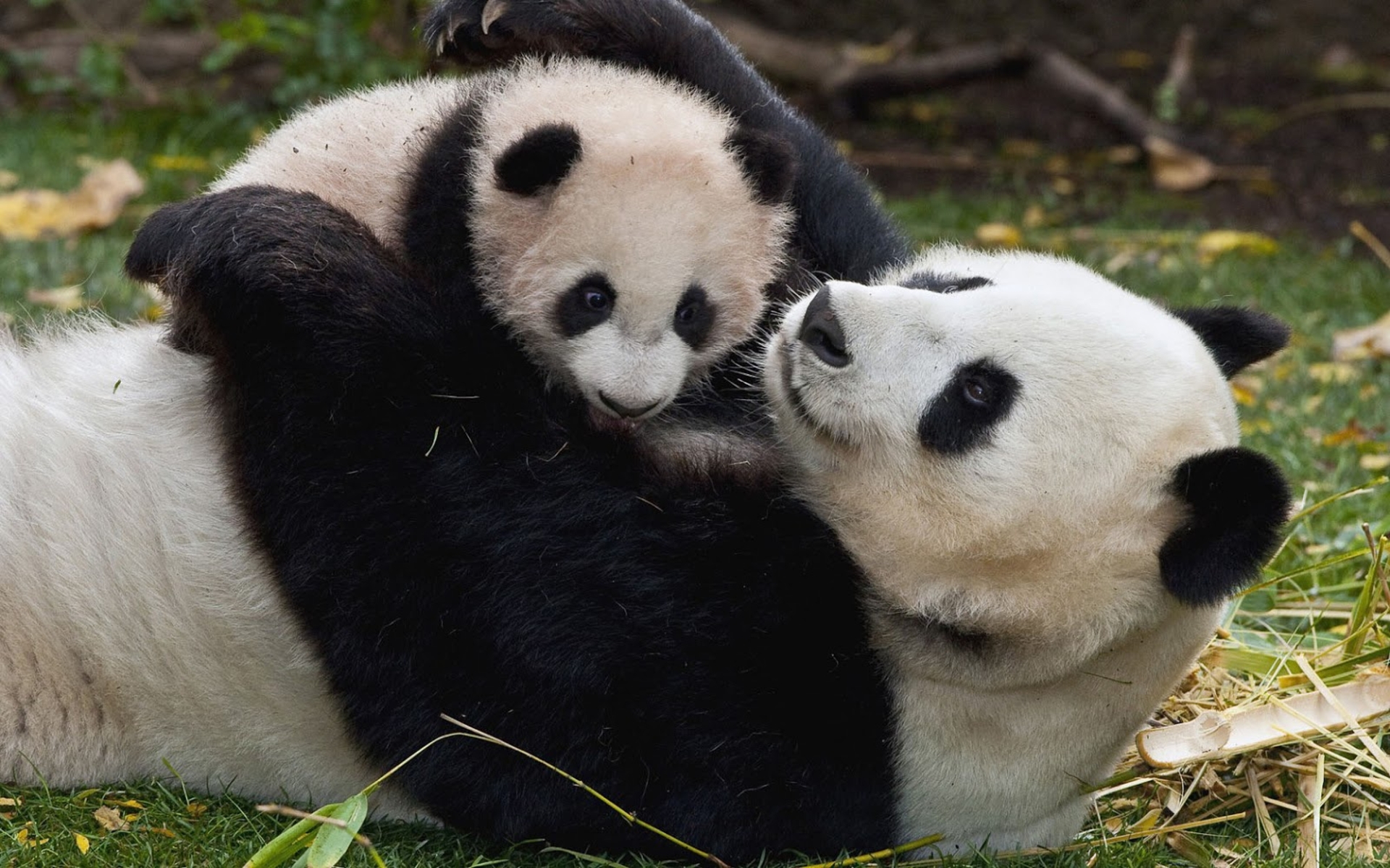Pixel Desktop Wallpaper Cute Of Mama Panda Bear With His Baby