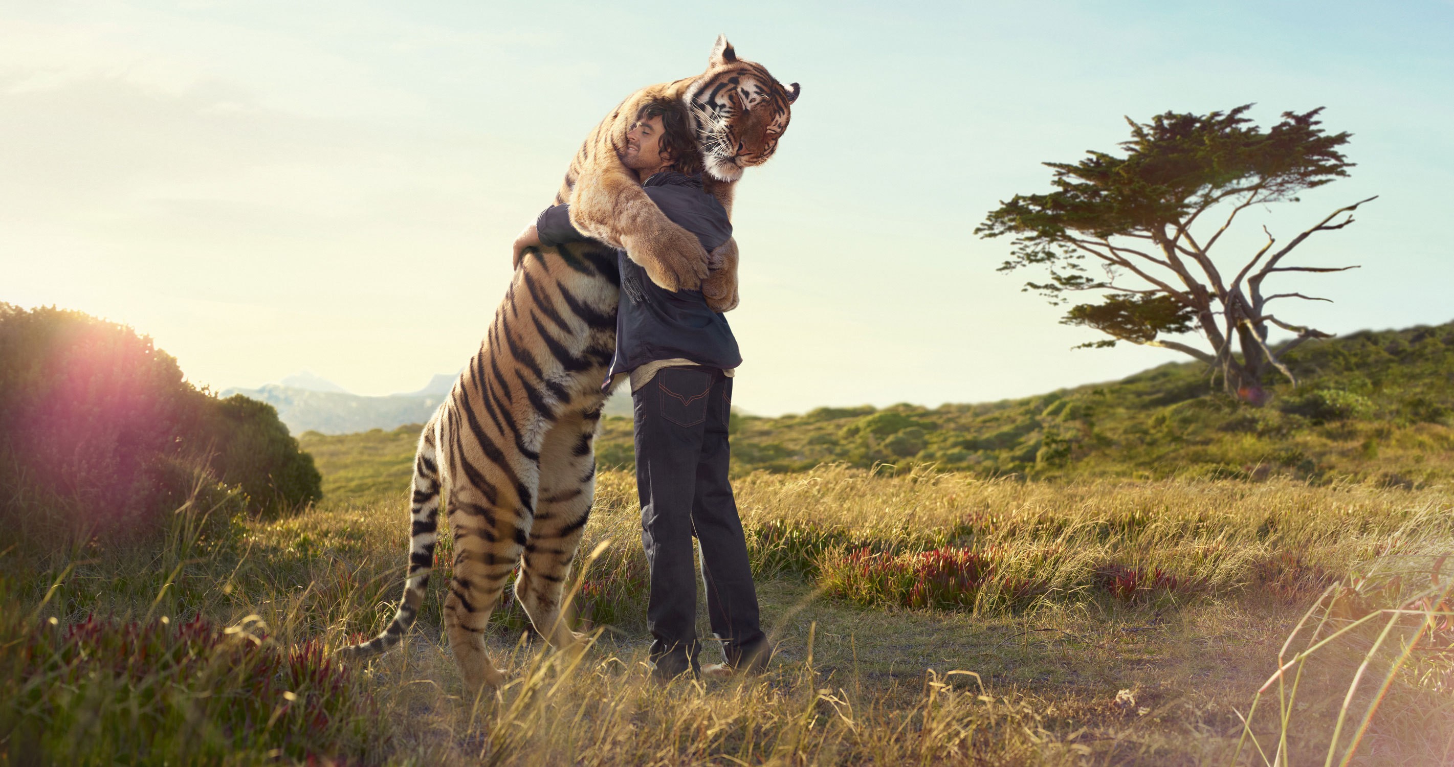 Nature Love Wallpaper Animals Tigers Fields