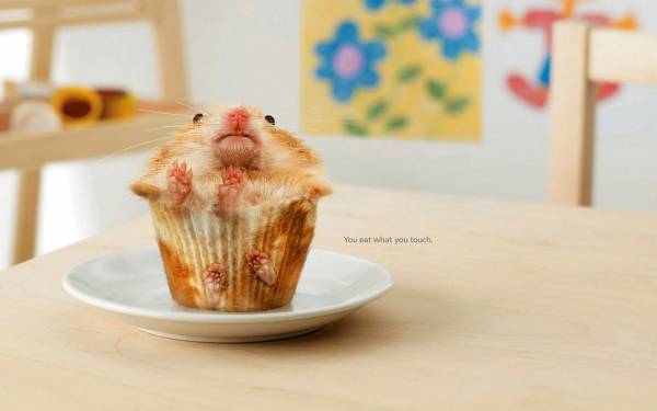 Wallpaper Hamster Eating Funny Table Basket