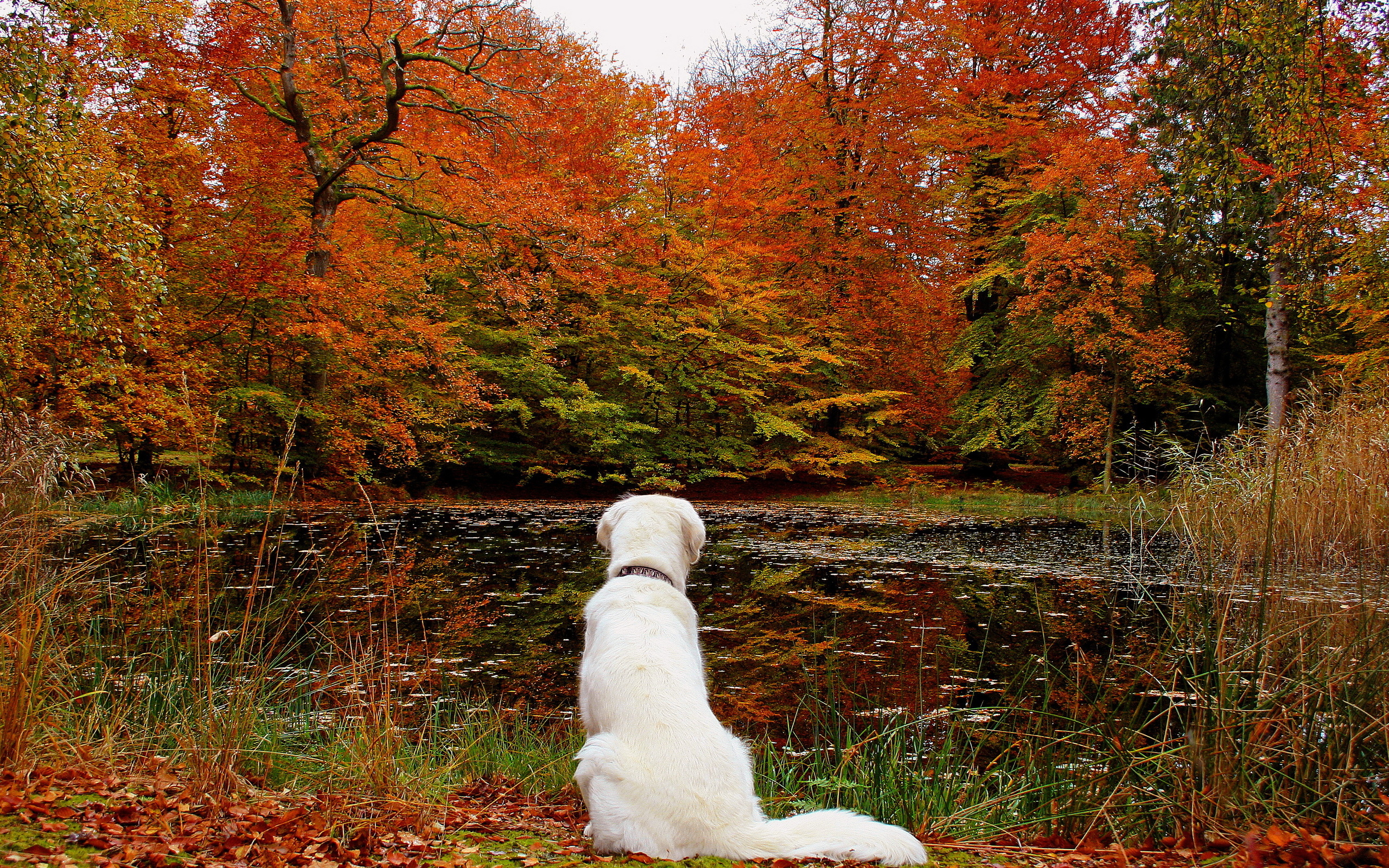 Lake leaves autumn dog forest f wallpaper 2560x1600 166519