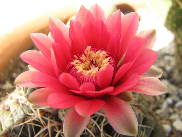 Flowers For Flower Lovers Cactus Photos