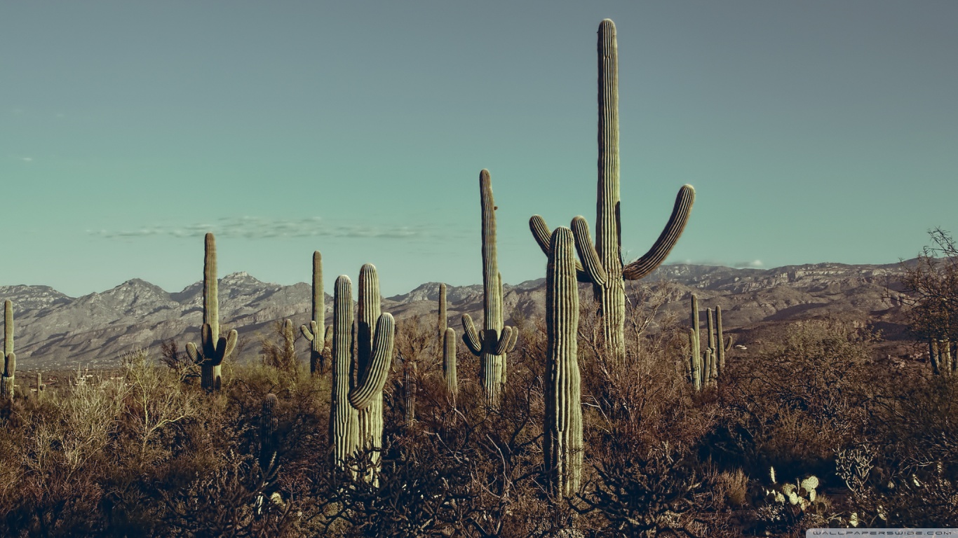 Saguaro National Park East Arizona 4k HD Desktop Wallpaper For