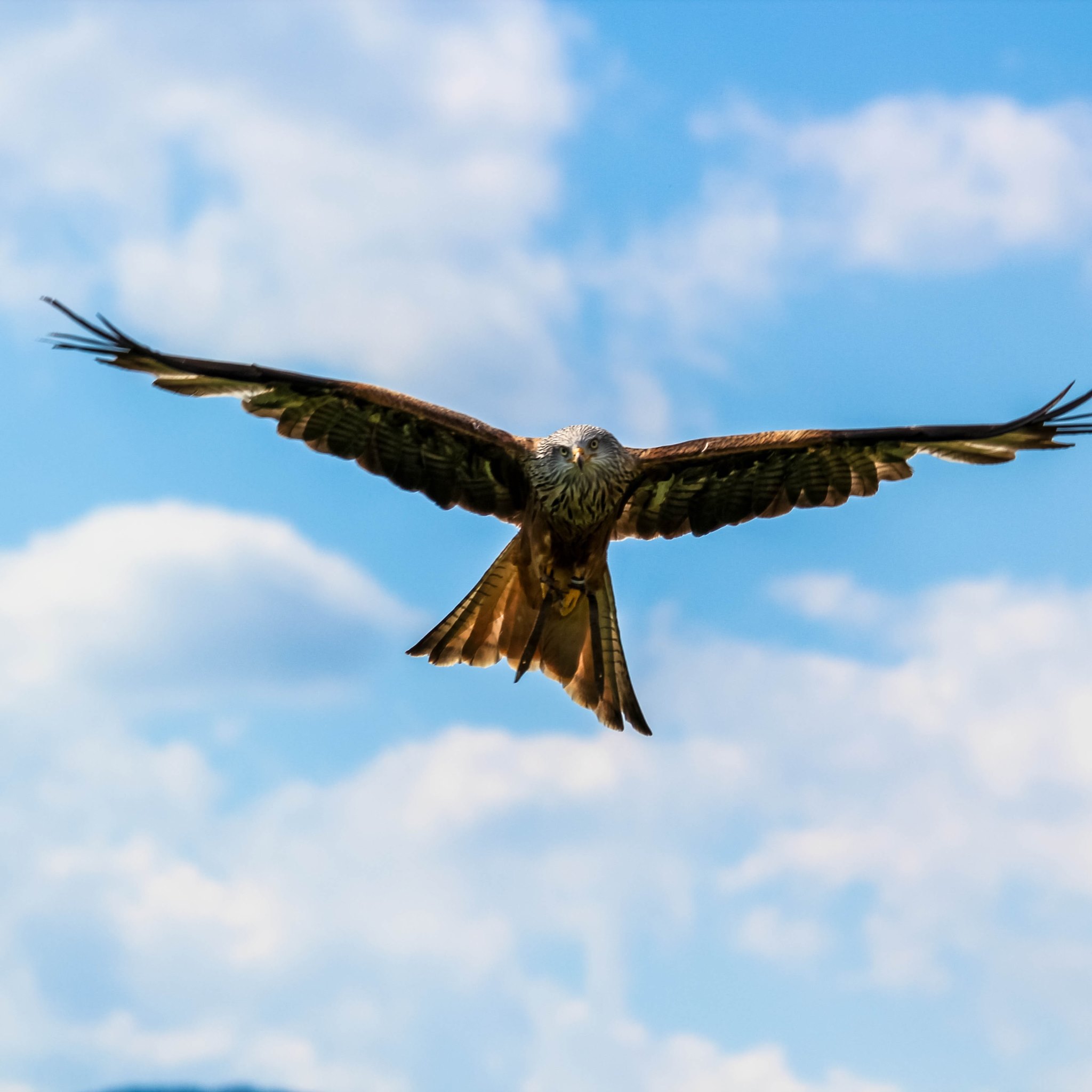 Peregrine Falcon On The Blue Sky HD Wallpaper Photos Image