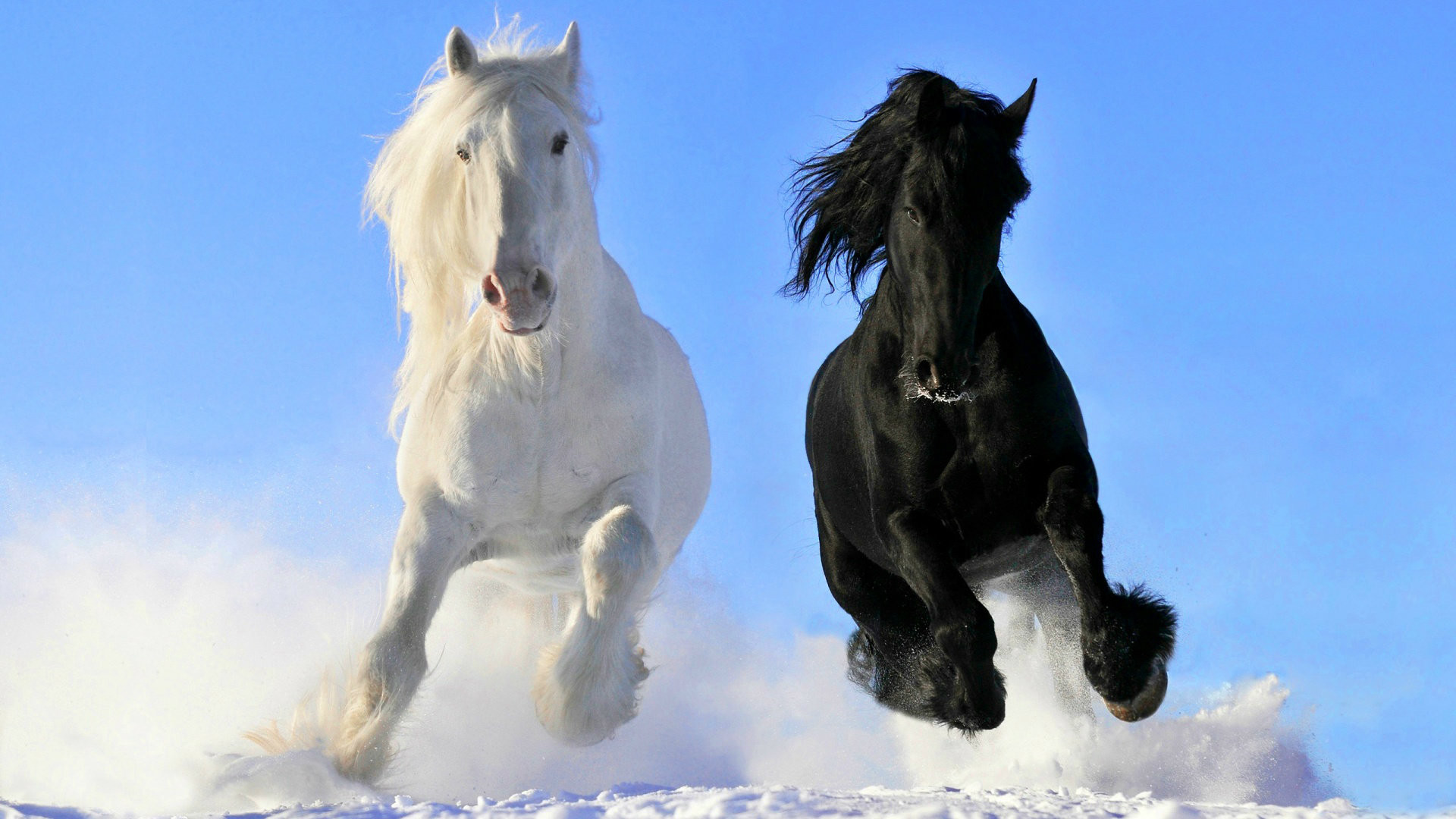 Beautiful Horse Wallpaper