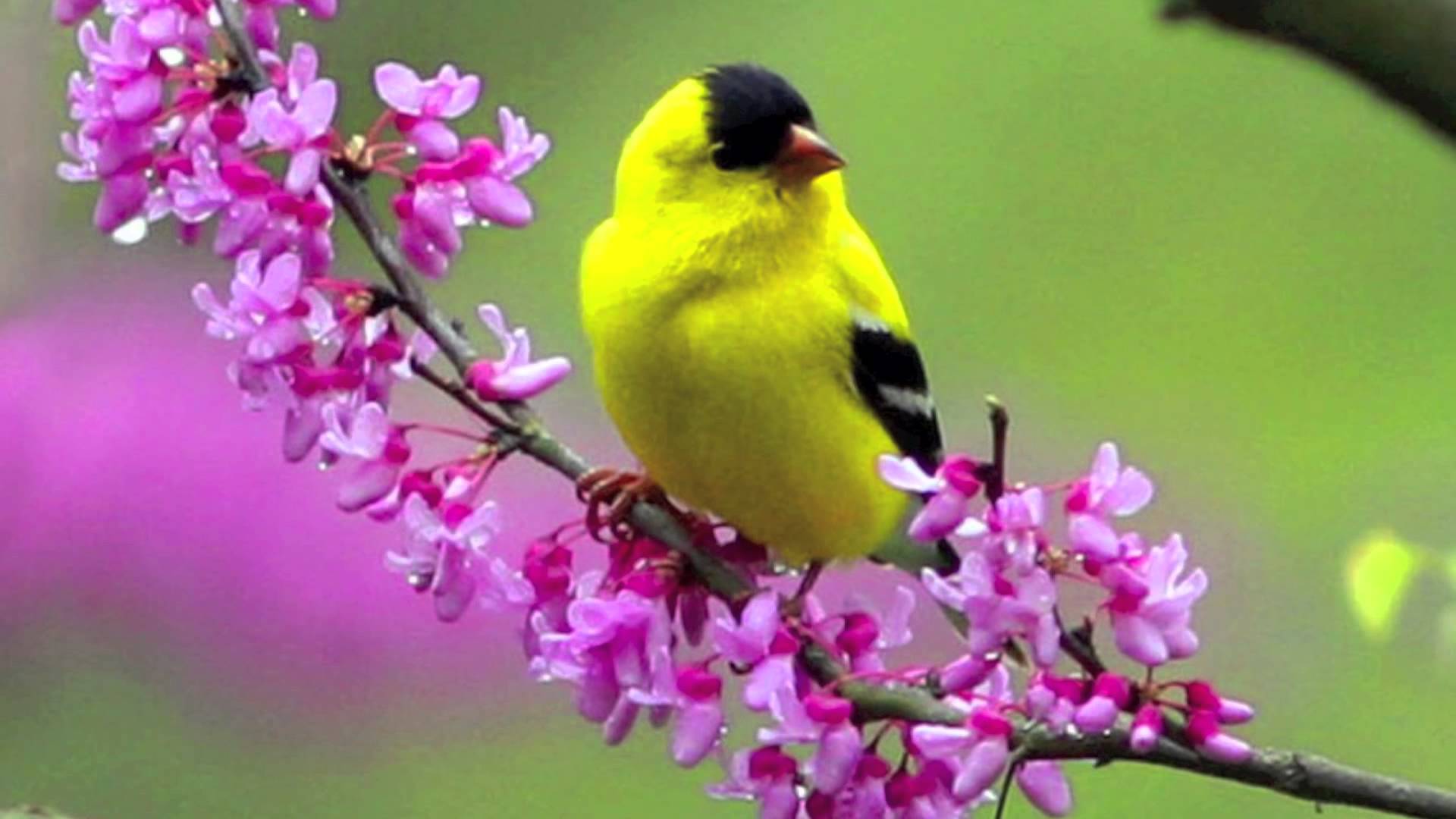 Birds And Flowers Wallpaper Which Is Under The