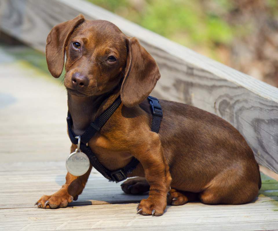 Dachshund Dog Wearing A Medal Collar Puppies Wallpaper Picture