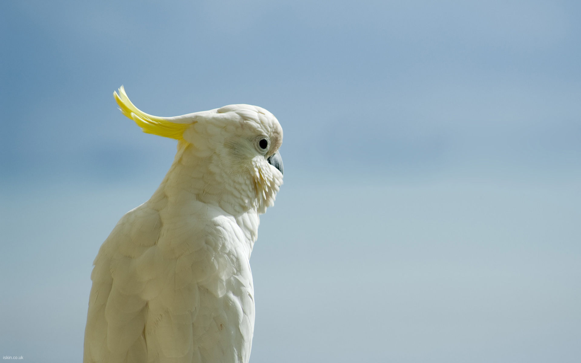 Cockatoo Wallpaper Posted By Sarah Thompson