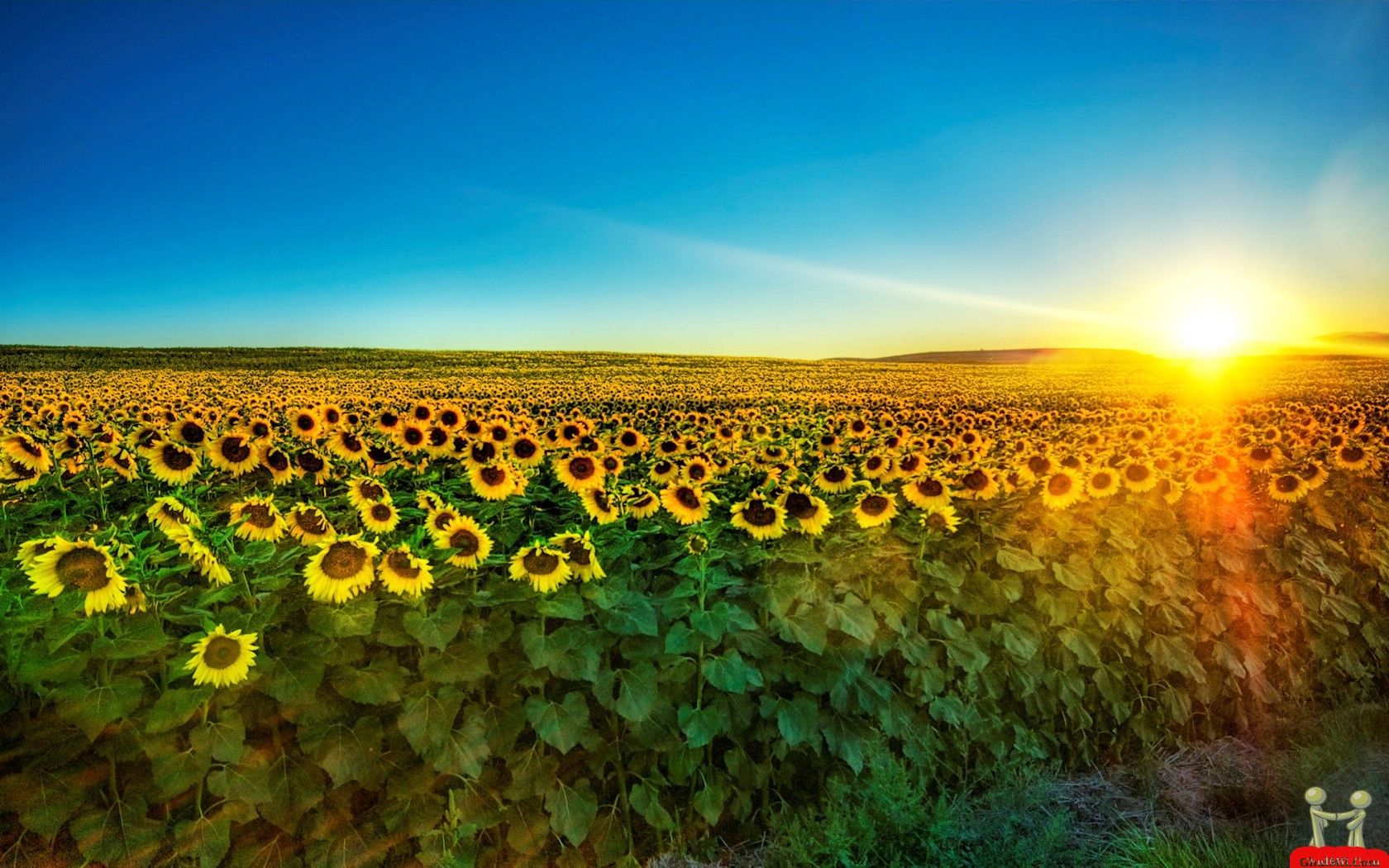 Field Of Sun Flowers HD Wallpaper