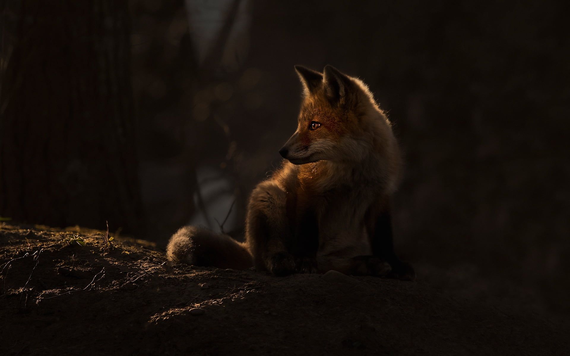 Dark Fox Animals Mammals 1080p Wallpaper HDwallpaper