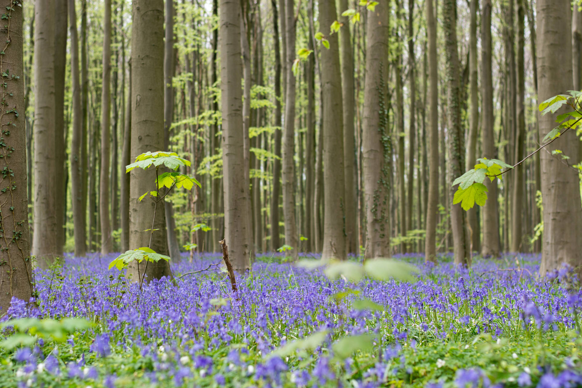 Top Hyacinth Wallpaper Full HD 4k To Use
