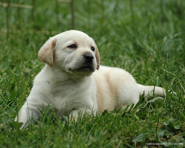 Labrador Puppy Picture Puppies Wallpaper Dogs