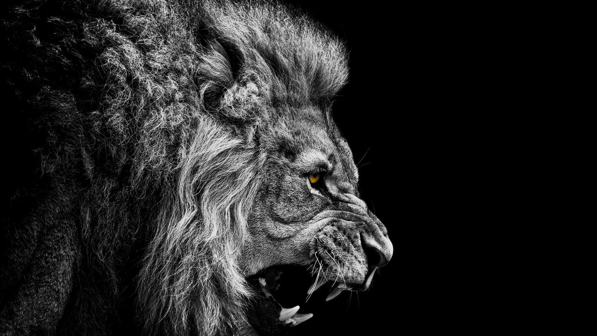 lions black and white drawing