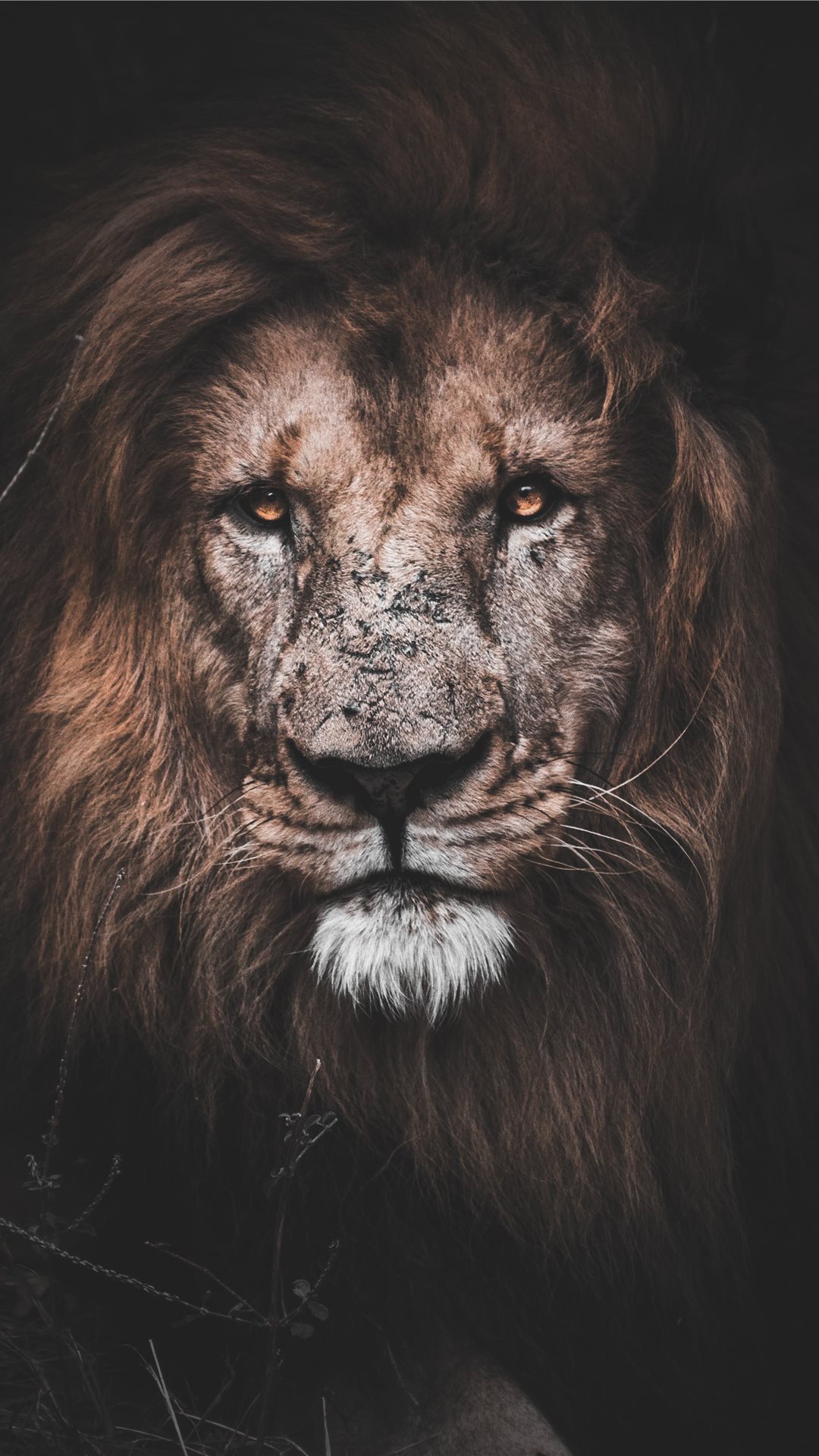 Close-up portrait of a majestic male lion with a dark, thick mane, intense gaze, and a hint of dirt on its face. The image captures the raw power and beauty of the animal