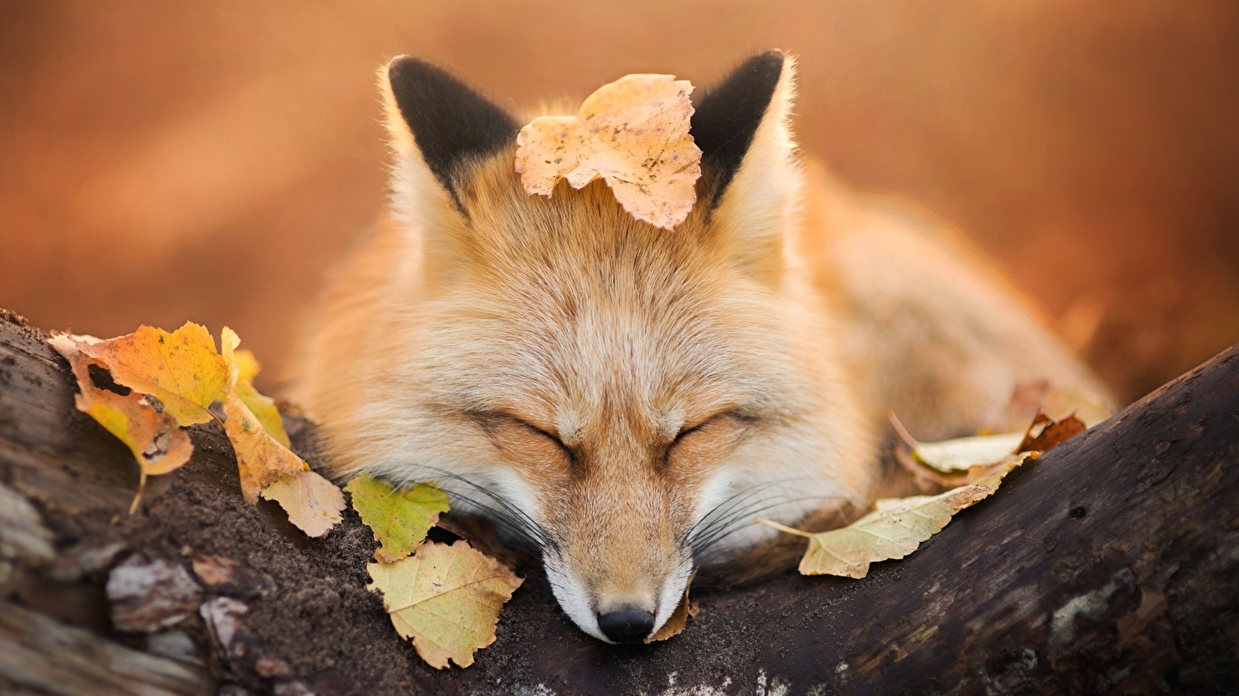 Wallpaper Foxes Leaf Cute Animal
