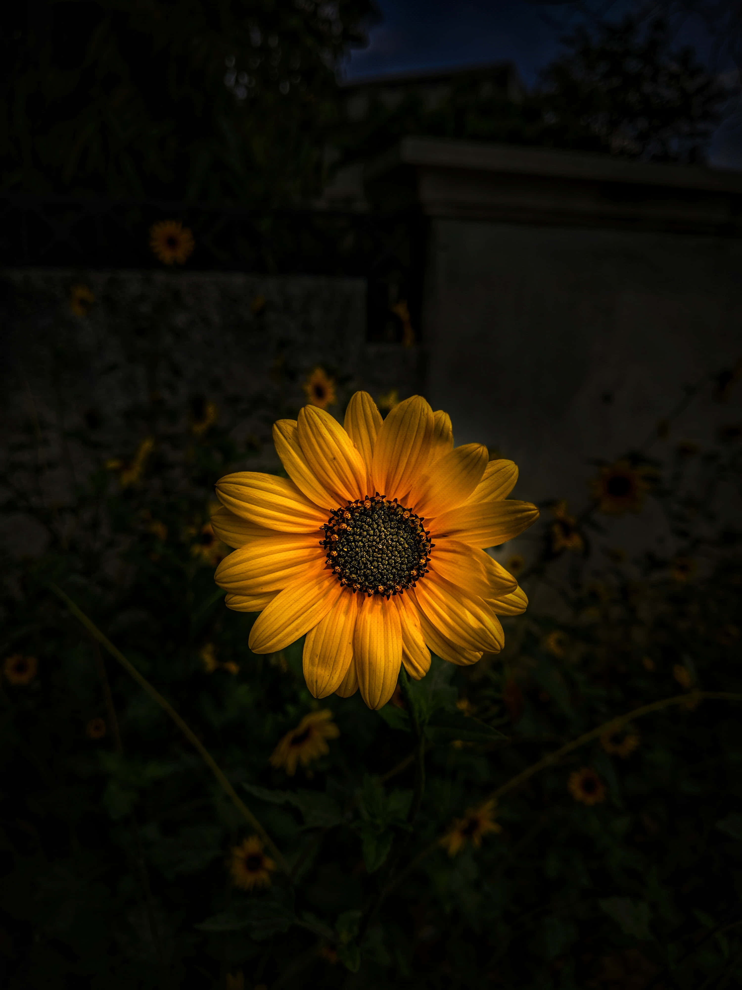Dark Sunflower Wallpaper
