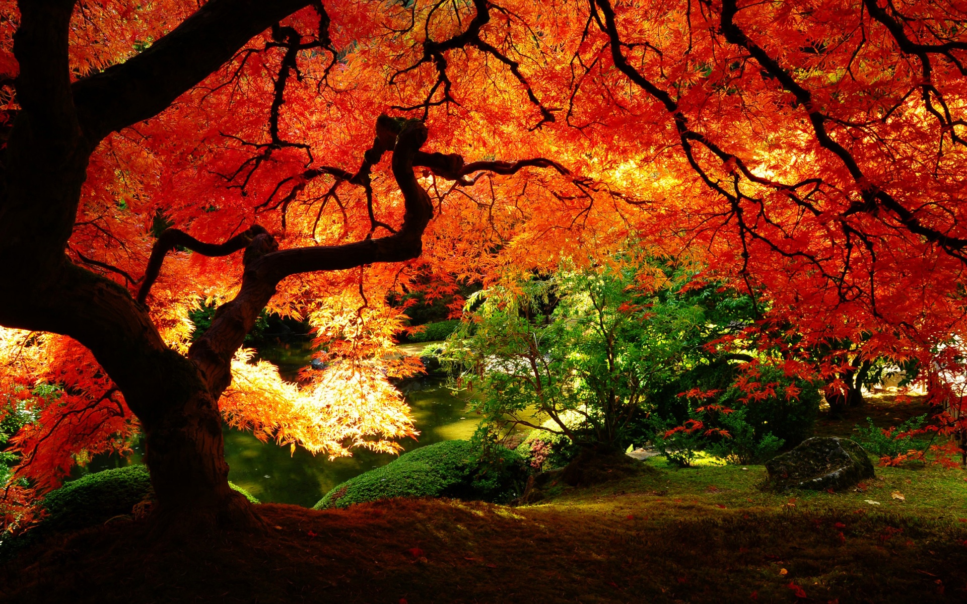 Beautiful Autumn Red Leaves HD Wallpaper