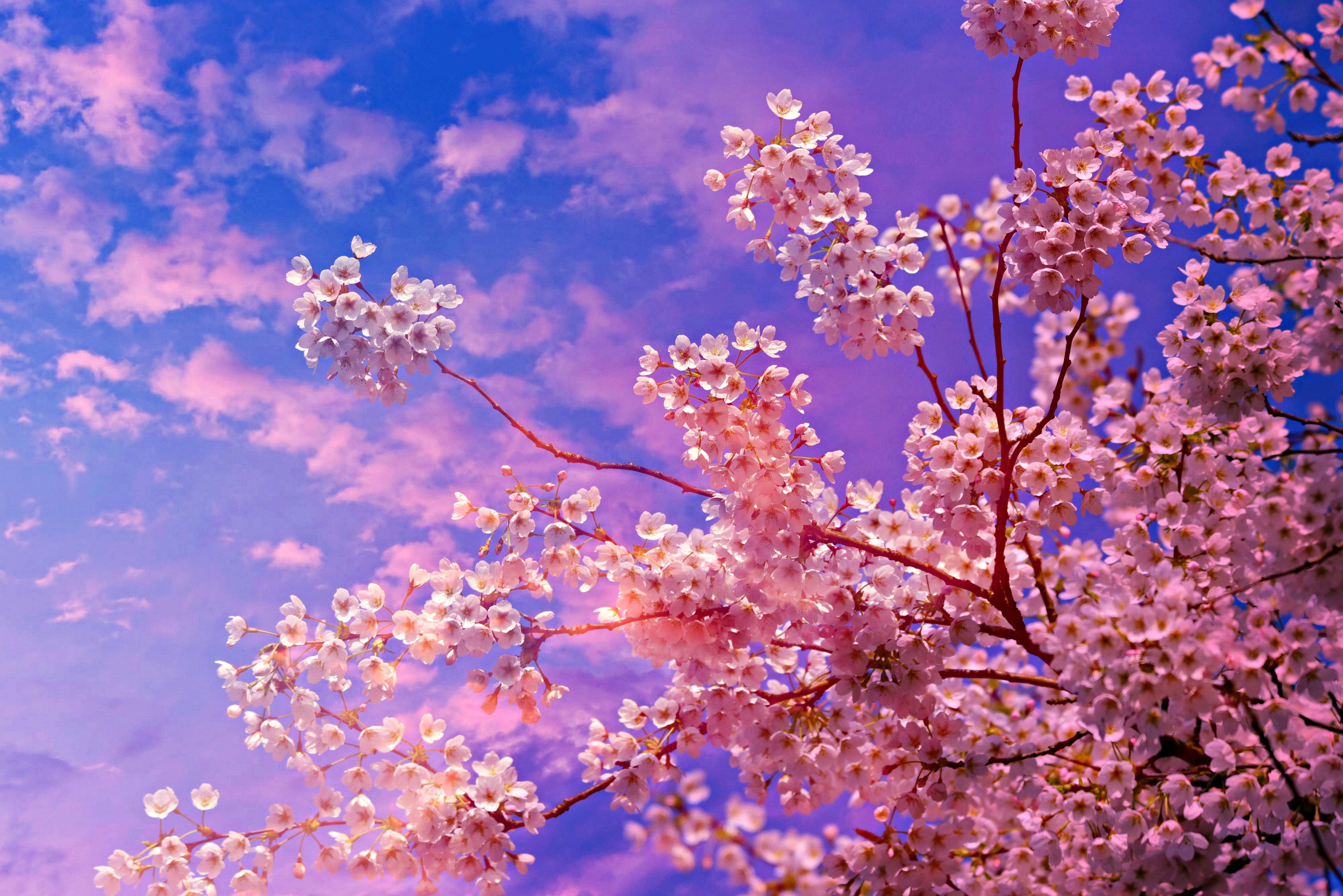 Cherry Blossom Tree 4k 5k Wallpaper HD Nature