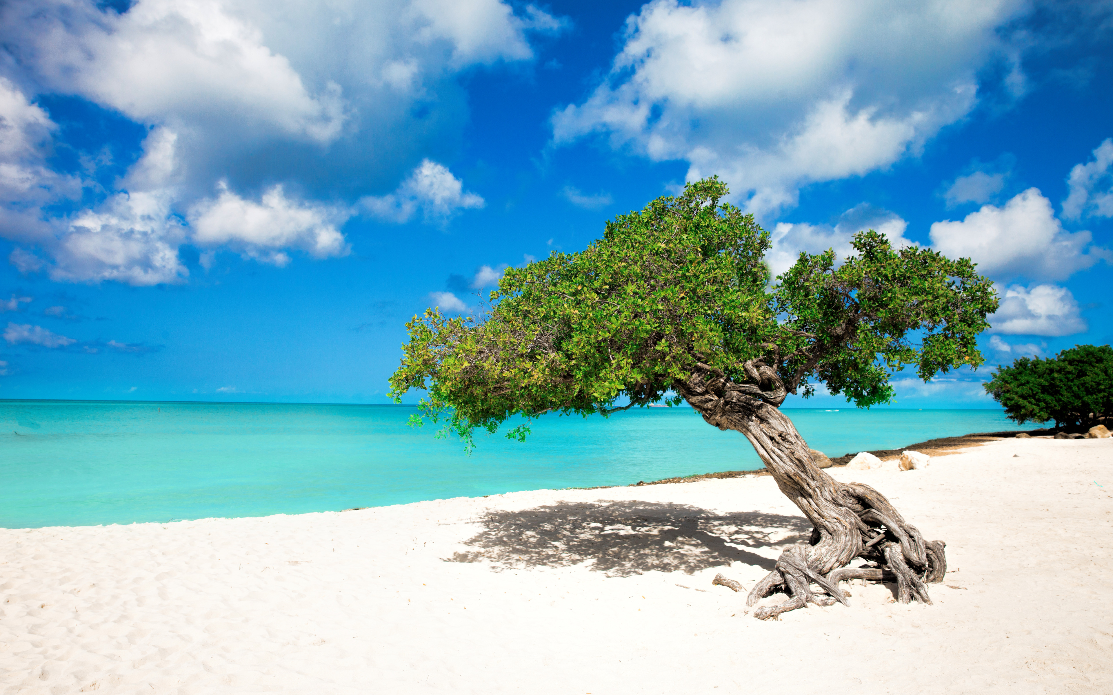 Tropical Paradise Aruba Eagle Beach Divi Trees Widescreen