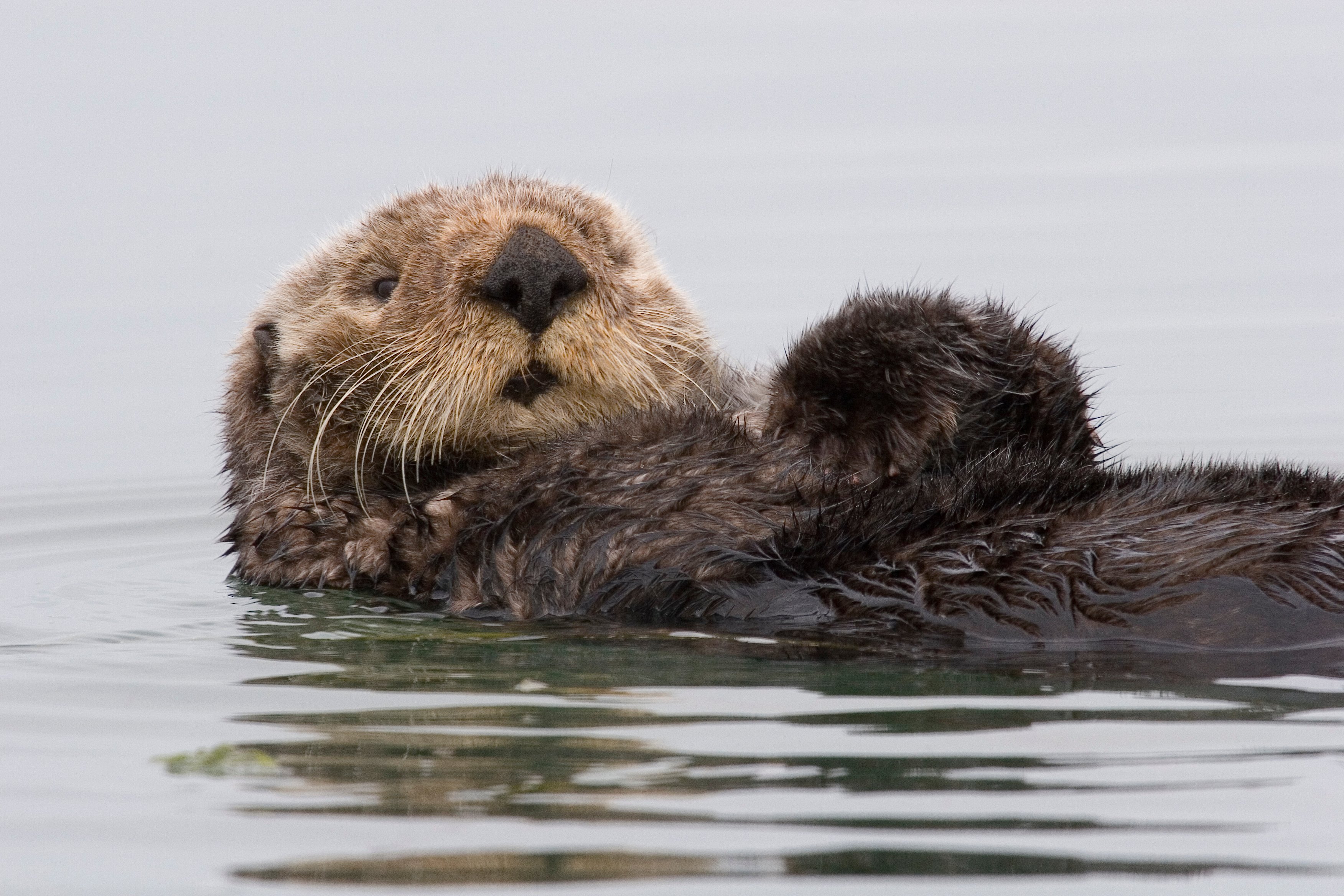 Sea Otter Ocean Wallpaper