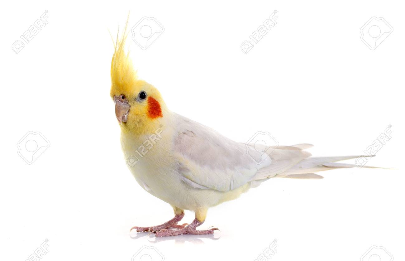 Young Cockatiel In Front Of White Background Stock Photo Picture