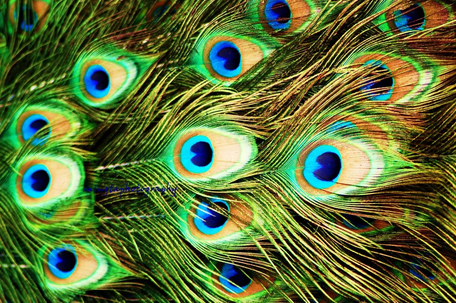 Decorating With Peacock Feathers