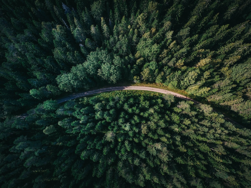 aerial shot of road surrounded by green trees photo Free Forest