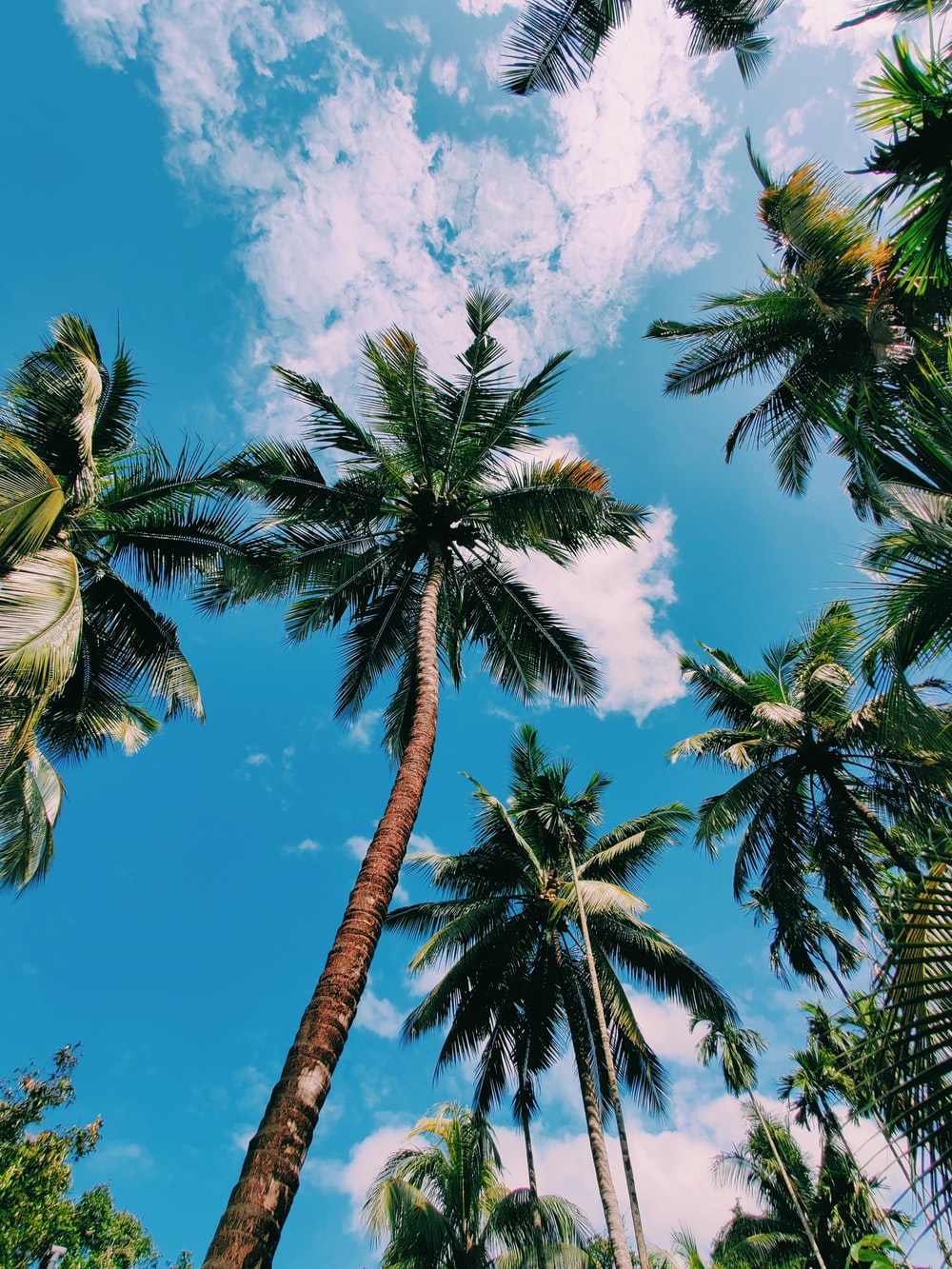 Coconut Trees Pictures Download Images on Unsplash 1000x1333