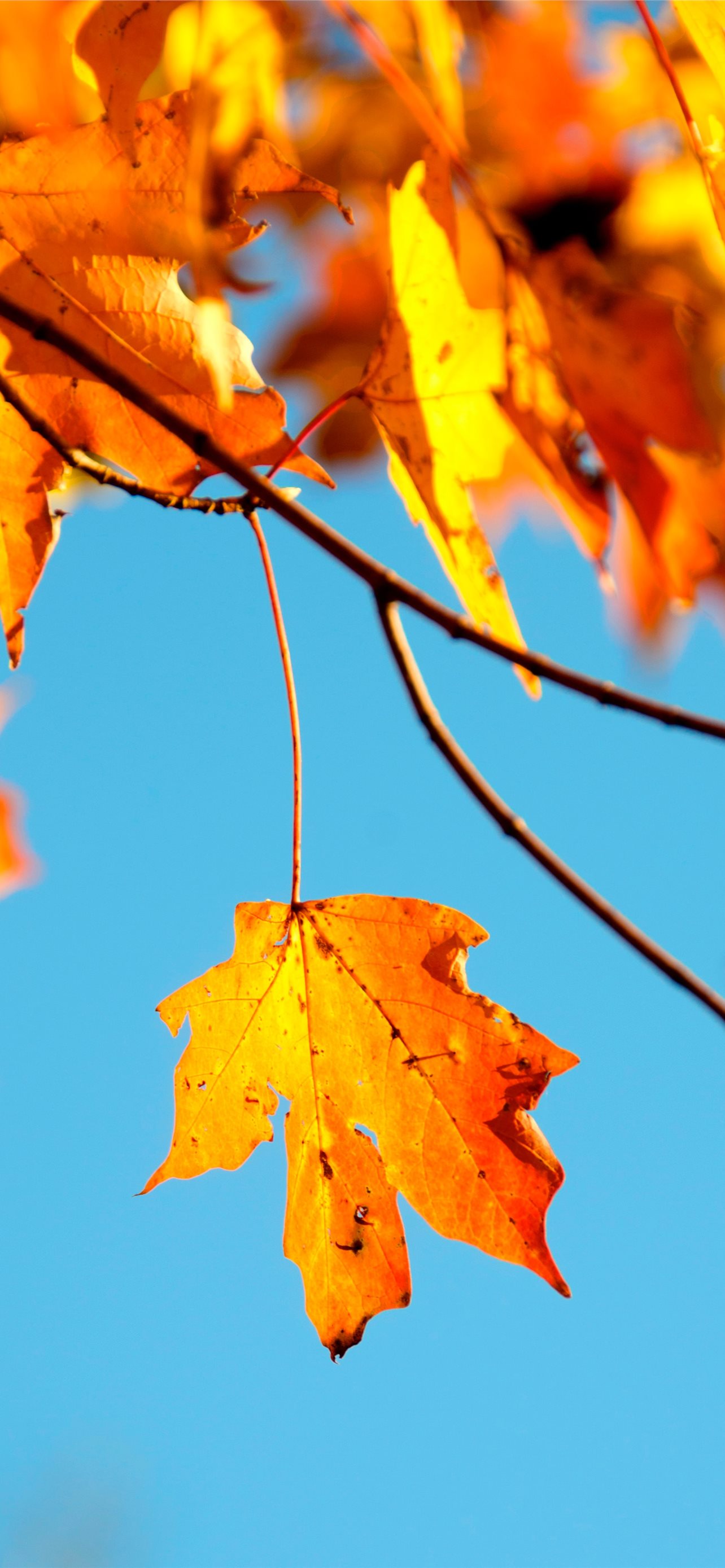 Shallow Photography Of Maple Leaf iPhone Wallpaper