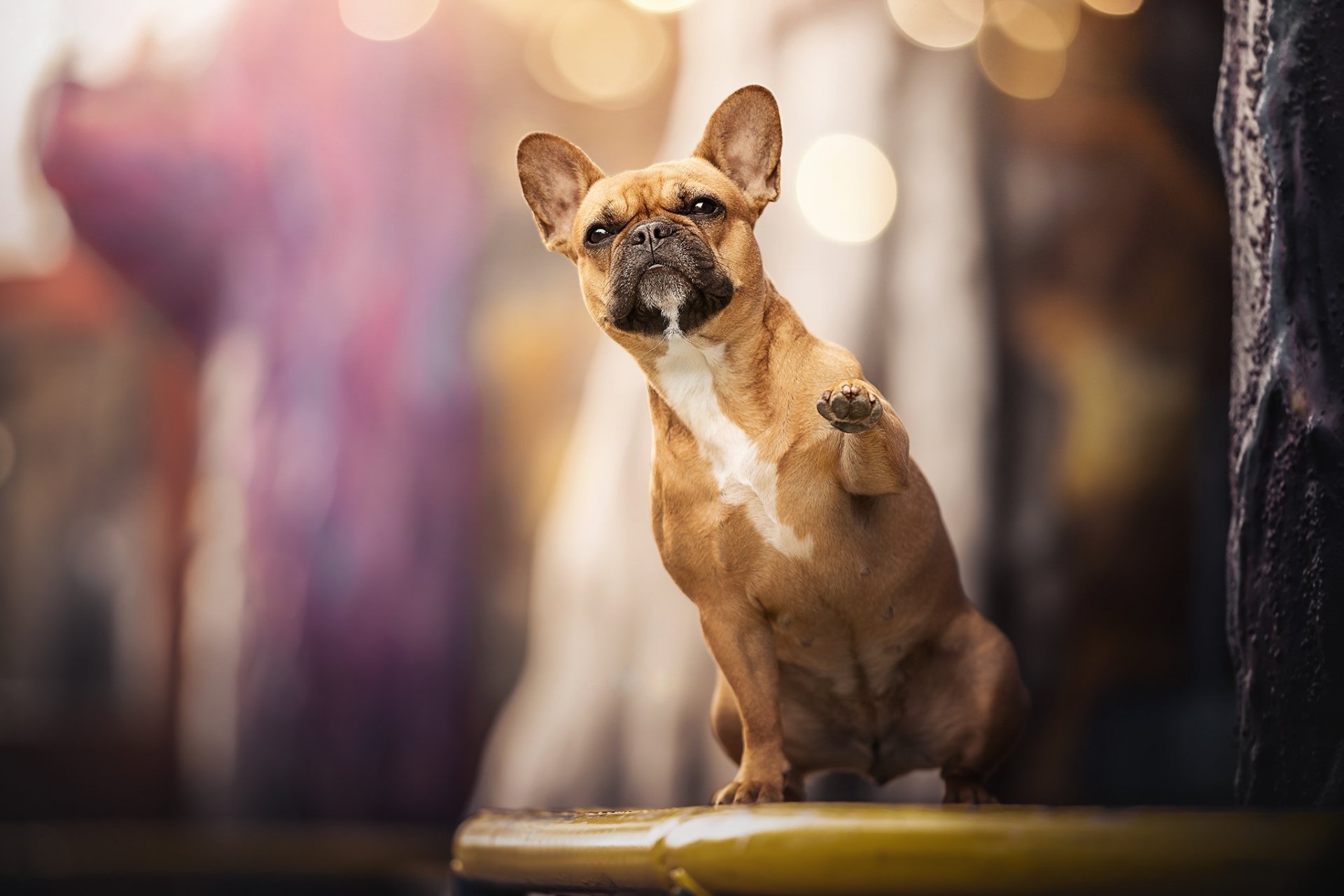 French Bulldog Wallpaper