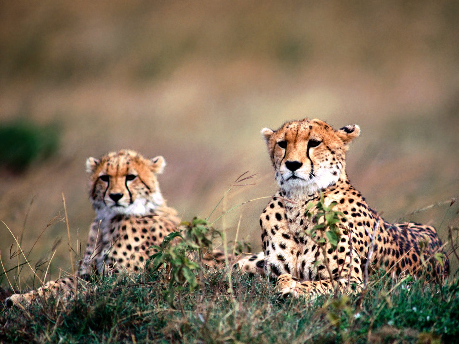 Beautiful Wallpaper Baby Cheetah