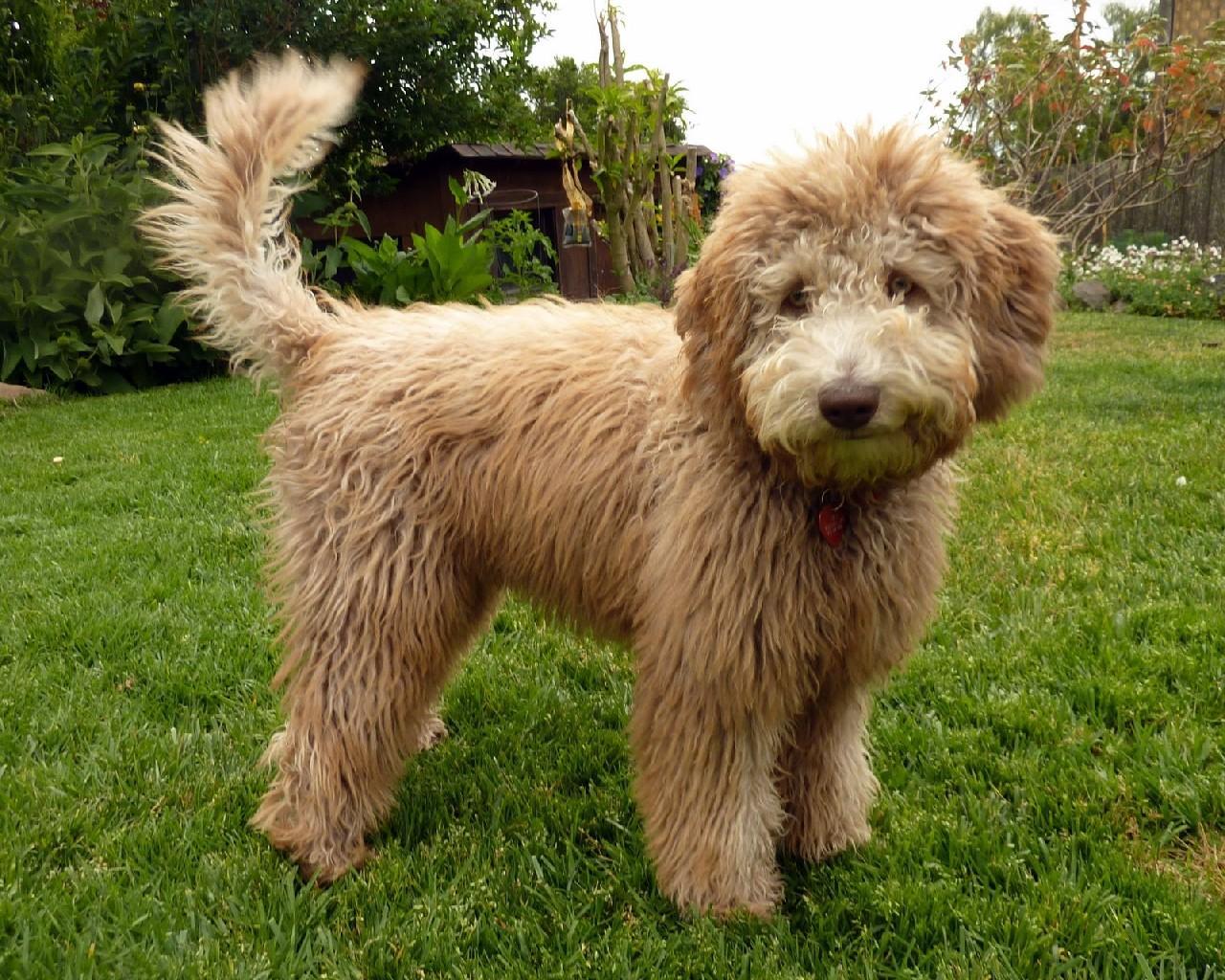 Labradoodle Dogs Wallpaper For Android Apk