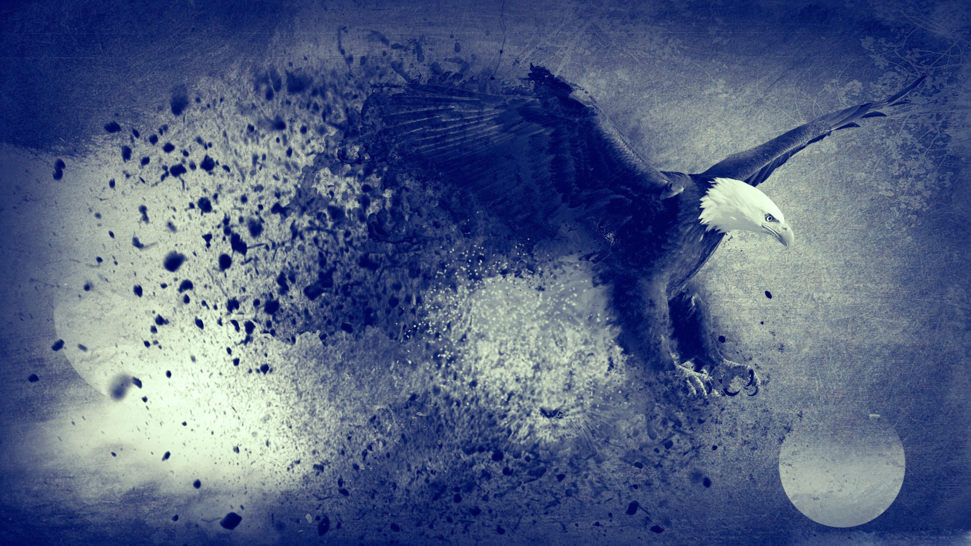 Free Download Creative Crow Birds HD Wallpapers New HD Wallpapers 
