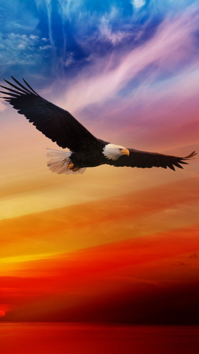 Bald Eagle For Independence Day Wallpaper iPhone