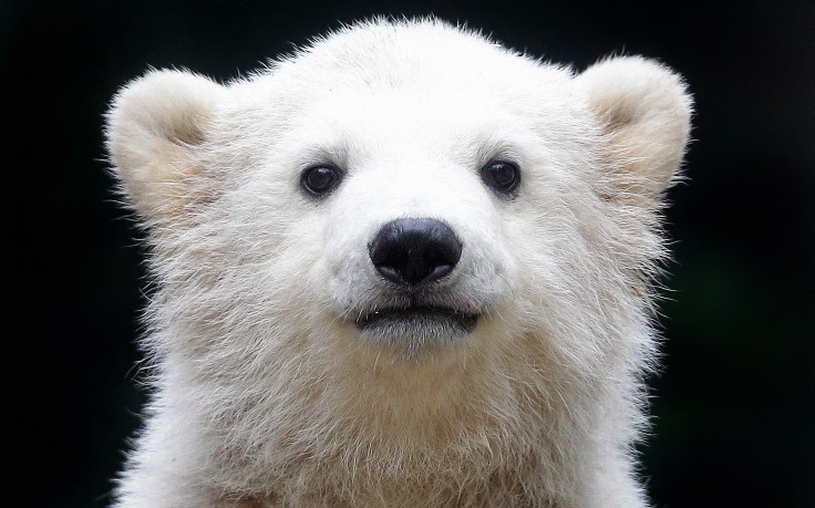Category Animal Wallpaper Polar Bears Baby Px