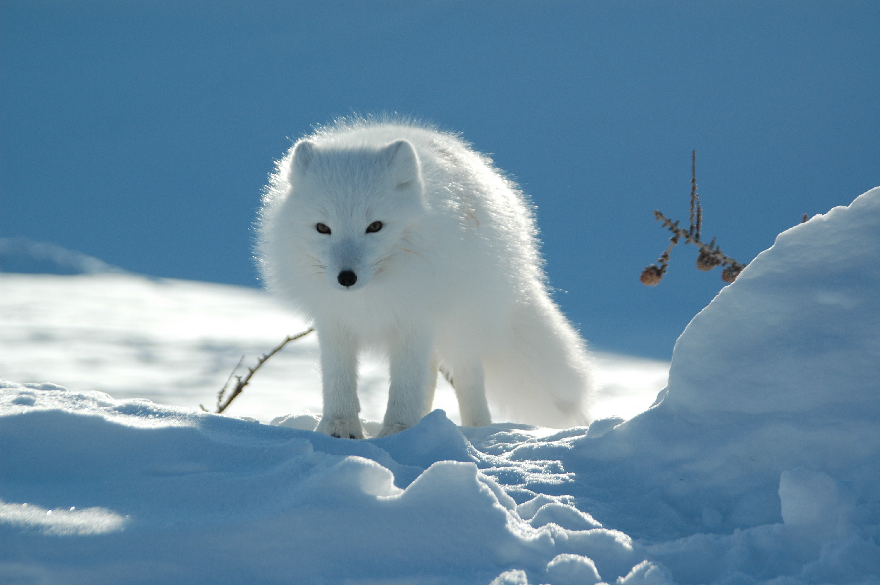 Wallpaper Arctic Fox Polar Snow Winter