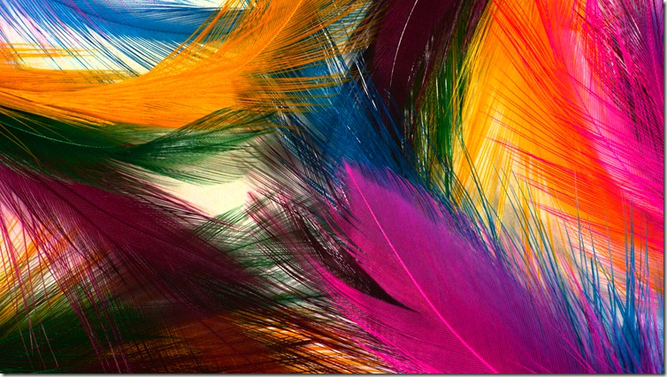 Very Beautiful Colorful Feather HD Wallpaper